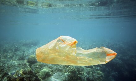 Giornata internazionale del Mediterraneo, il WWF: l’87% del Mare Nostrum è inquinato