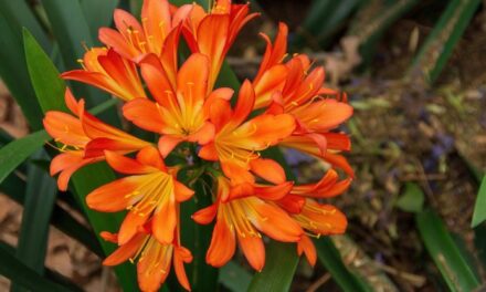 Clivia: coltivazione, cura e moltiplicazione