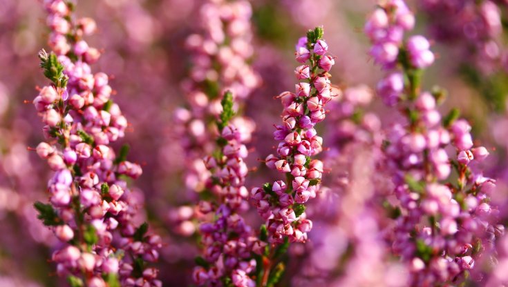 Erica: coltivazione in vaso o giardino, cura e potatura