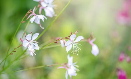 Gaura lindheimeri: coltivazione, cura, esposizione e potatura