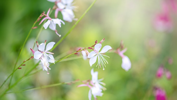 Gaura lindheimeri: coltivazione, cura, esposizione e potatura