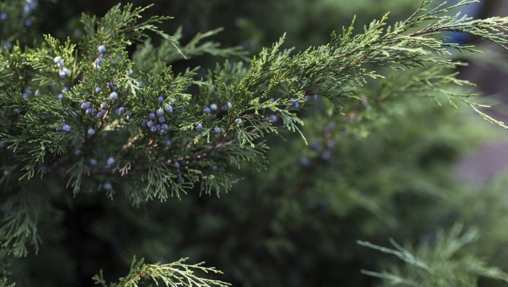 Ginepro: coltivazione in giardino e vaso, cura e consigli