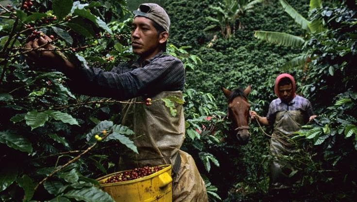 “Con il cambiamento climatico il caffè è in pericolo. Ma abbiamo gli strumenti per un futuro sostenibile”