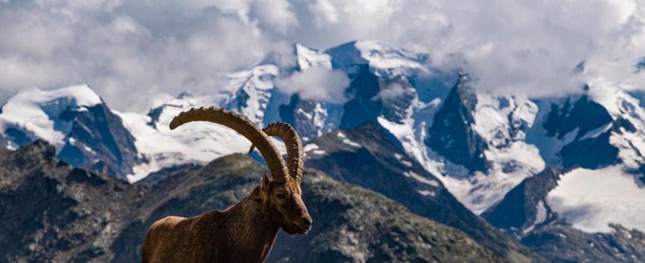 Perché aprire la caccia allo stambecco è un paradosso della conservazione