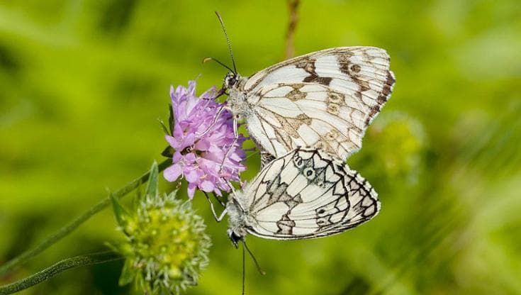 Insetti, il clima che cambia potrebbe minacciare la loro riproduzione