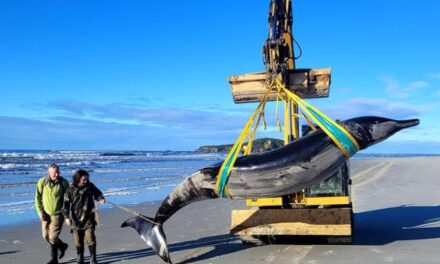 Nuova Zelanda, balena dai denti a spatola trovata spiaggiata: è la più rara del mondo