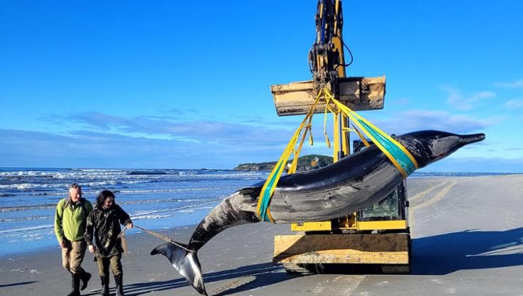 Nuova Zelanda, balena dai denti a spatola trovata spiaggiata: è la più rara del mondo