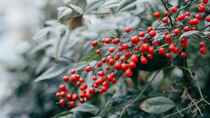 Nandina domestica: coltivazione, cura e potatura