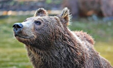 In Canada monitorano i movimenti degli orsi, si può fare anche in Trentino?