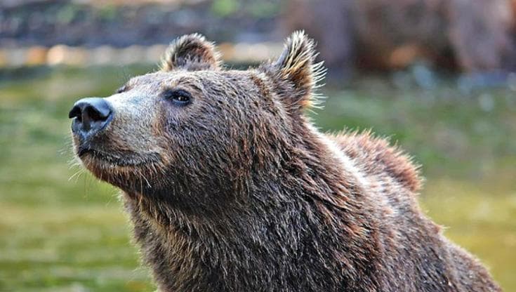 In Canada monitorano i movimenti degli orsi, si può fare anche in Trentino?