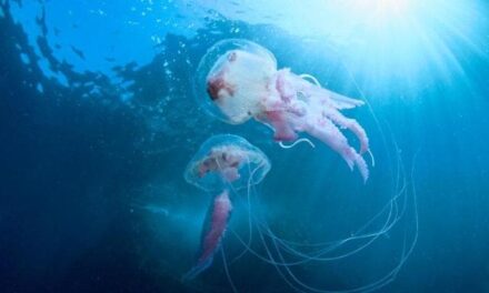 Meduse, imprevedibili ma importanti per i nostri mari: rischi e diffusione