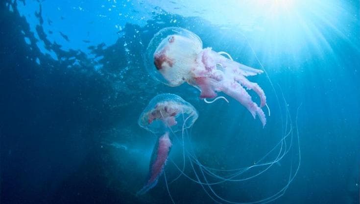 Meduse, imprevedibili ma importanti per i nostri mari: rischi e diffusione