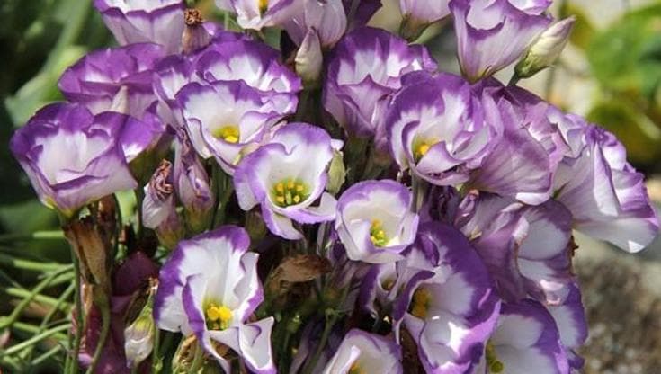 Lisianthus: coltivazione, cura e consigli