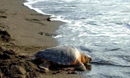 Perché il boom di nidi di tartarughe marine in Italia non è una buona notizia