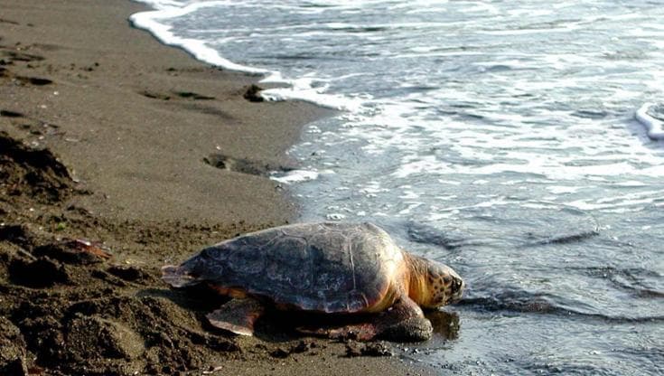 Perché il boom di nidi di tartarughe marine in Italia non è una buona notizia