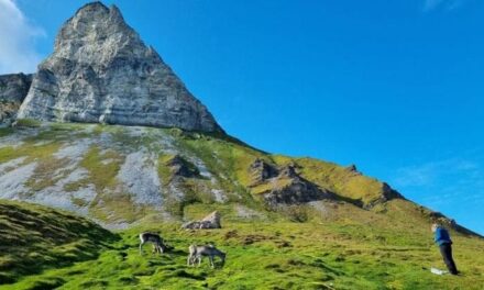 Le piante “aliene” che mettono a rischio l’ecosistema delle isole Svalbard