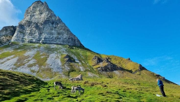 Le piante “aliene” che mettono a rischio l’ecosistema delle isole Svalbard