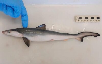 Al largo di Rio de Janeiro gli squali sono positivi alla cocaina