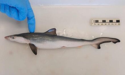 Al largo di Rio de Janeiro gli squali sono positivi alla cocaina