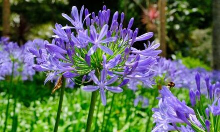 La coltivazione dell’Agapanthus: quando piantarlo, cura e varietà