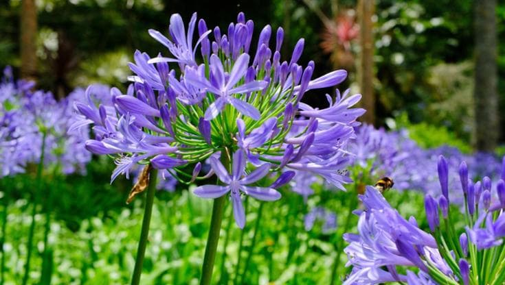 La coltivazione dell’Agapanthus: quando piantarlo, cura e varietà