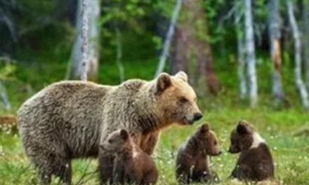 L’uccisione dell’orsa KJ1 è una sconfitta nella gestione della specie in Trentino