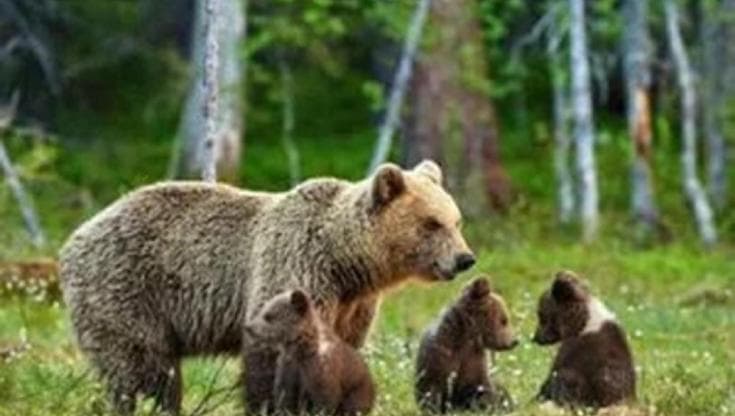 L’uccisione dell’orsa KJ1 è una sconfitta nella gestione della specie in Trentino