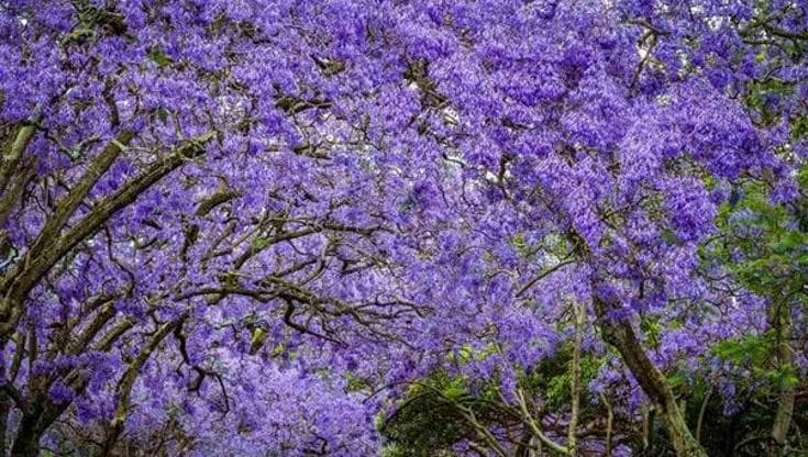 Jacaranda, come curare l’albero dei fiori blu