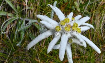 Dieci regole per rispettare la flora in montagna