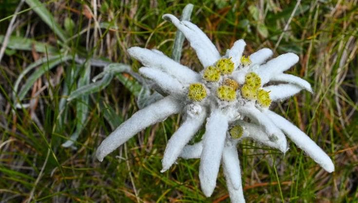 Dieci regole per rispettare la flora in montagna