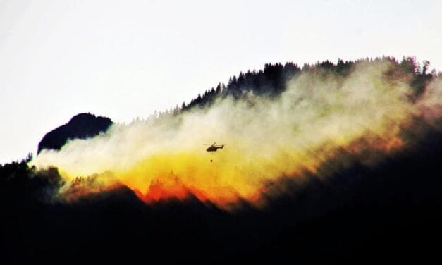 Incendi, agosto il mese più a rischio. Ma nelle foreste “gestite” i danni diminuiscono del 50%