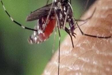 Le zanzare proliferano anche se l’acqua dove depongono le uova è salata