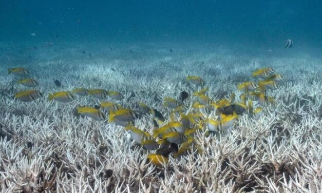 Nel profondo degli oceani c’è una grande riserva di ossigeno