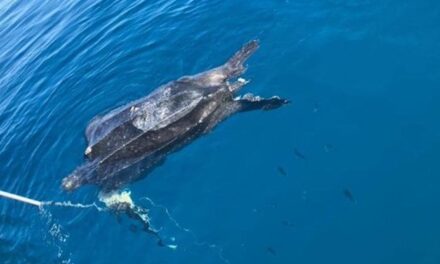 Pesci e tartarughe: nei mari rifiuti e plastica continuano a uccidere gli animali