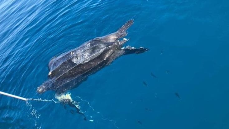 Pesci e tartarughe: nei mari rifiuti e plastica continuano a uccidere gli animali