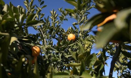 Cedro: coltivazione, cura e potatura