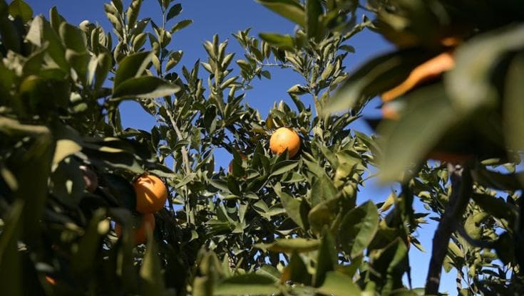 Cedro: coltivazione, cura e potatura