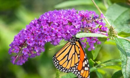 La buddleja: come coltivarla, cura, fioritura e potatura