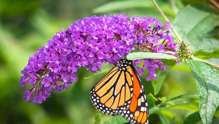 La buddleja: come coltivarla, cura, fioritura e potatura