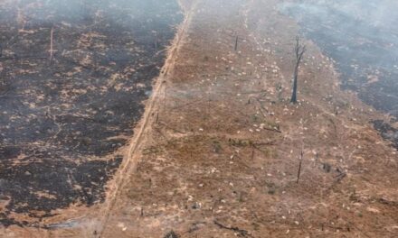 Amazzonia, la deforestazione cresce: il Brasile ha perso sette volte la città di Milano in un mese