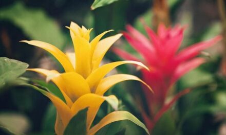 Guzmania: cura, come si annaffia e come farla rifiorire