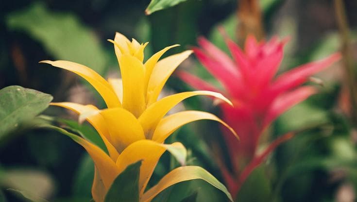 Guzmania: cura, come si annaffia e come farla rifiorire