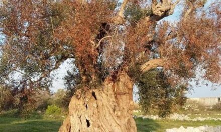 Xylella, una speranza dalla ricerca medica. Parte la sperimentazione