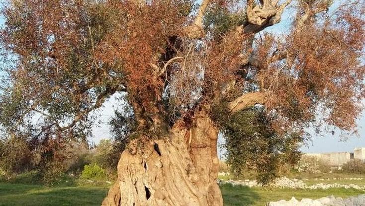 Xylella, una speranza dalla ricerca medica. Parte la sperimentazione