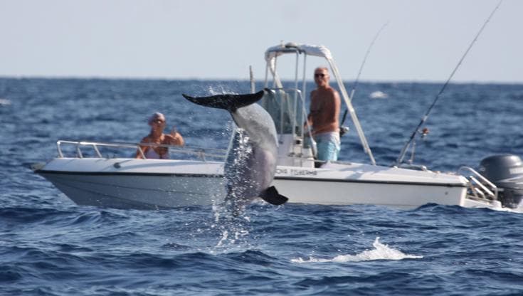 “Non disturbare delfini e balene”, l’overtourism mette a rischio i cetacei