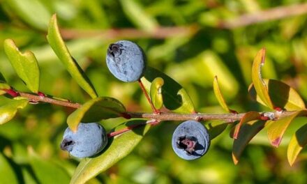 Il mirto: coltivazione, cura, esposizione e potatura