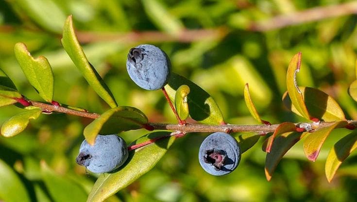 Il mirto: coltivazione, cura, esposizione e potatura