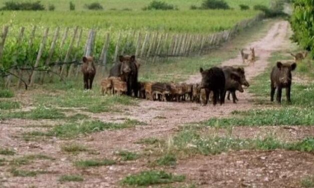 Cinghiali, l’emergenza che spaventa allevatori e agricoltori