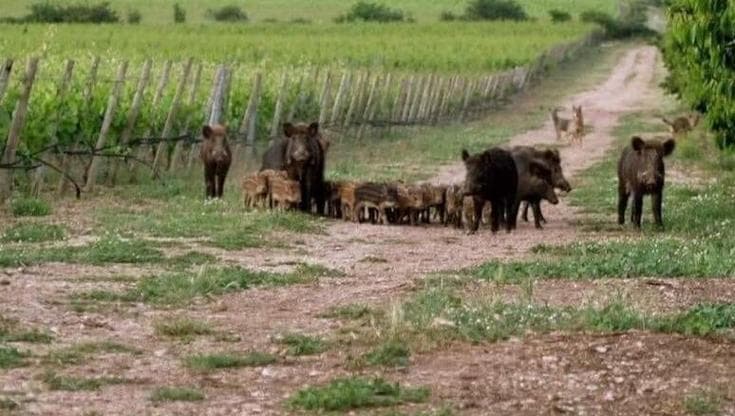 Cinghiali, l’emergenza che spaventa allevatori e agricoltori