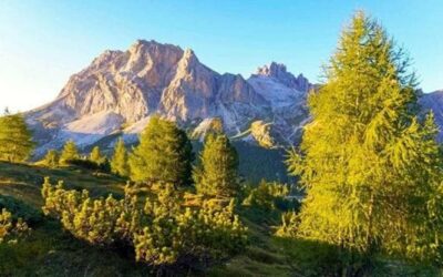 I segreti del larice, il gigante della montagna